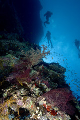Fototapeta na wymiar divers and coral reef