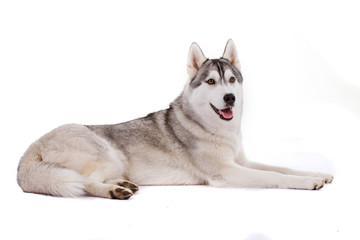 husky