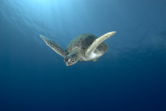 Green sea turtle swimming