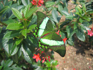 Obraz premium Tropical Butterfly