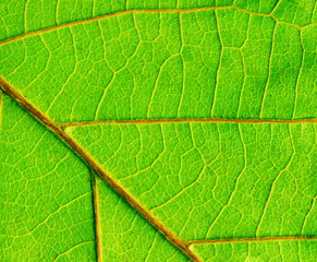 green leaf texture