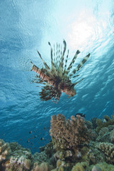 Tropical fish and coral reef