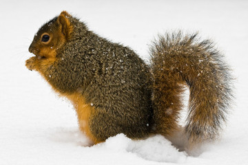 Fox Squirrel Eating A Nut In Snow
