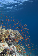 Fototapeta na wymiar Tropical fish in clear blue water
