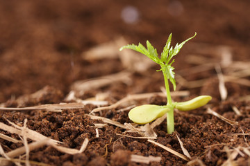 Small plant growing from soil