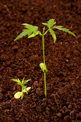 Plants growing from soil