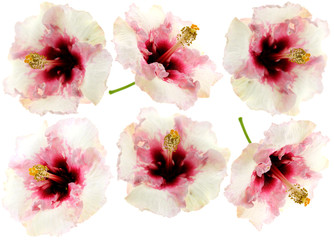 fleurs hibiscus fond blanc