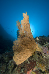 Side view of Fan coral.