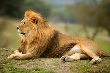 Fototapeta na wymiar Piękne Lion wild male animal portrait