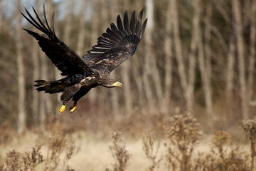 Juvenile Bald Eagle In Flight