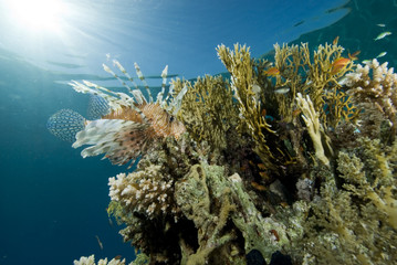 Obraz premium Tropical fish and coral reef