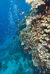 Lyretail anthias (pseudanthias squamipinnis) around a hard coral