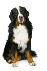 Bern sheepdog isolated on a white background.