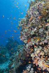 Colourful tropical reef