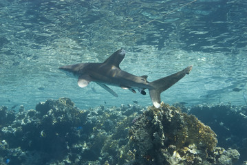 Obraz premium Shark close to the surface