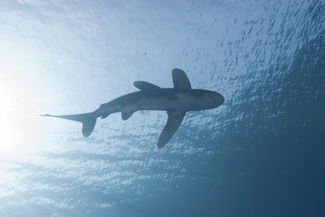Below view of a shark