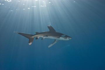 Low angle view of a shark