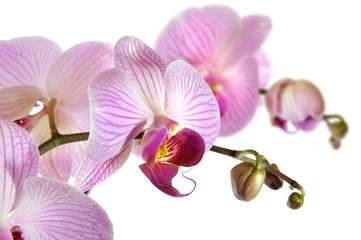 Orchideen 14