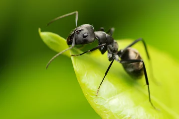 Foto op Plexiglas A black ant resting on green leaf © KingFisher