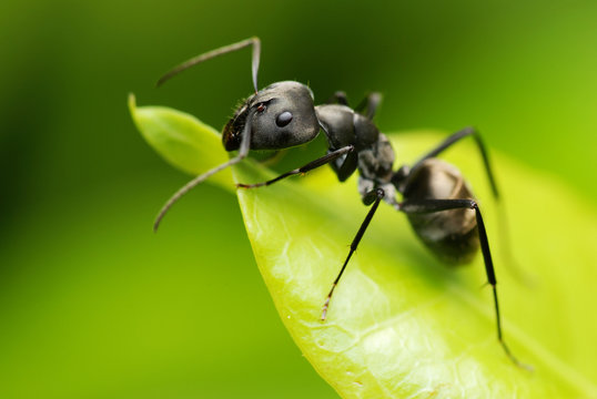 A black ant resting on green leaf