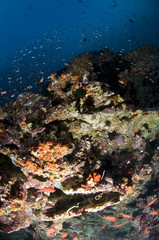 Récif, Ocean Indien, Maldives
