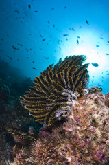 Récif, Ocean Indien, Maldives