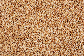 Heap of a wheat grain