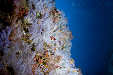 R&eacute;cif, Ocean Indien, Maldives