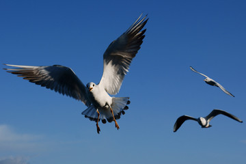 Flying seagull