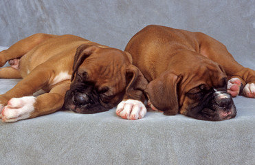 deux adorables chiots boxer dorment paisiblement © Callalloo Twisty