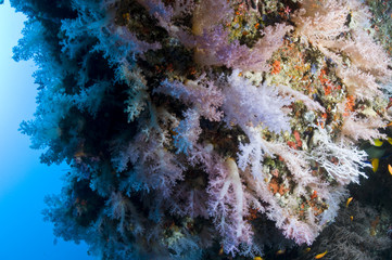 Récif, Ocean Indien, Maldives