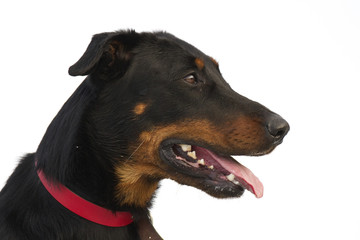 Fototapeta premium Beauceron (berger de beauce)