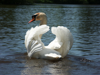 Mute Swan (Cygnus olor)