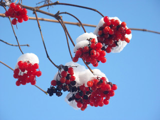 Snow caps on berries