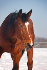 portrait of bay horse