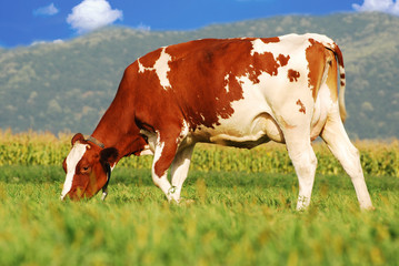 brown cow grazing