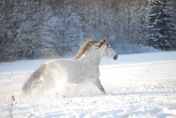 Grey andalusian horse through gallops the snow