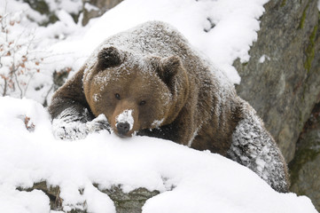 Bär im Schnee