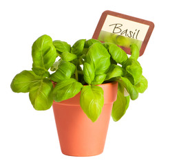 Basil Herb