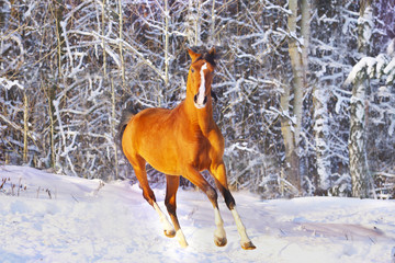 arab horse in winter