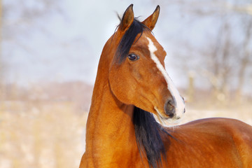 Fototapeta premium bay arab horse in winter