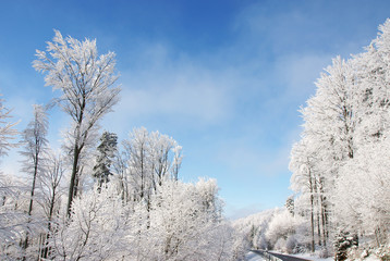 Winter landscape
