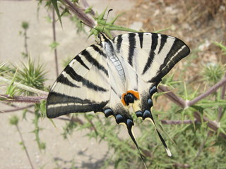 Schmetterling