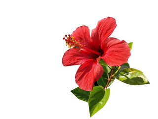 Hibiskusblüte aus Ägypten © Whyona