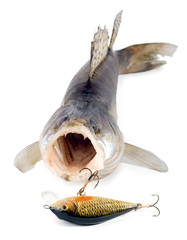 walleye zander