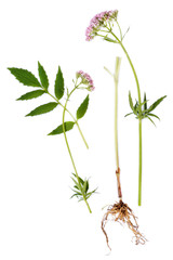 Valerian Leaf, Root and Flower