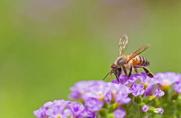 Spring bee