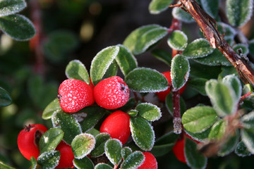 frost on pyracantha