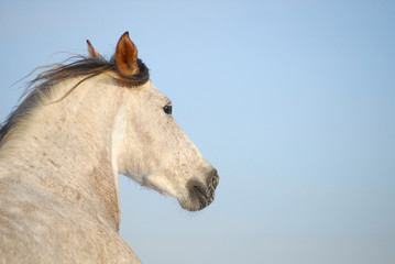 Fototapeta premium Portrait grey andalusian horse in motion