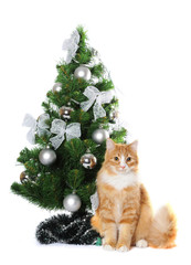 Obraz premium Fluffy cat under Cristmas tree isolated on white